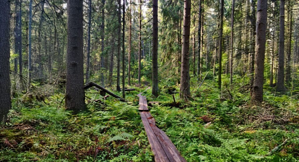 Luontokuva